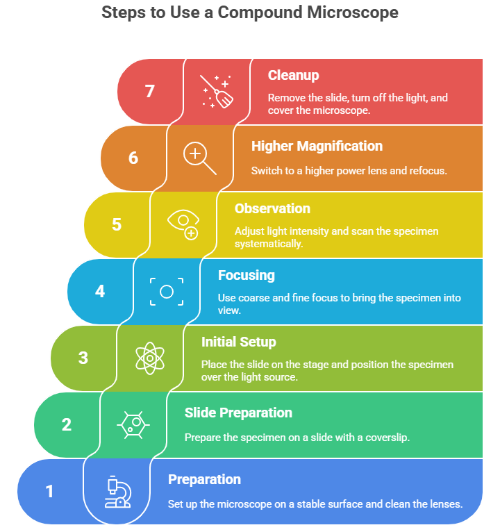 Steps to Use a Compound Microscope